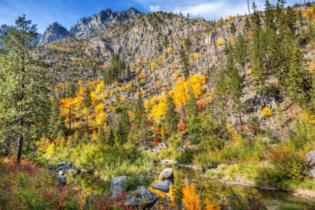 Golden larch trees near Leavenworth during fall season perfect for day trips from Newcastle