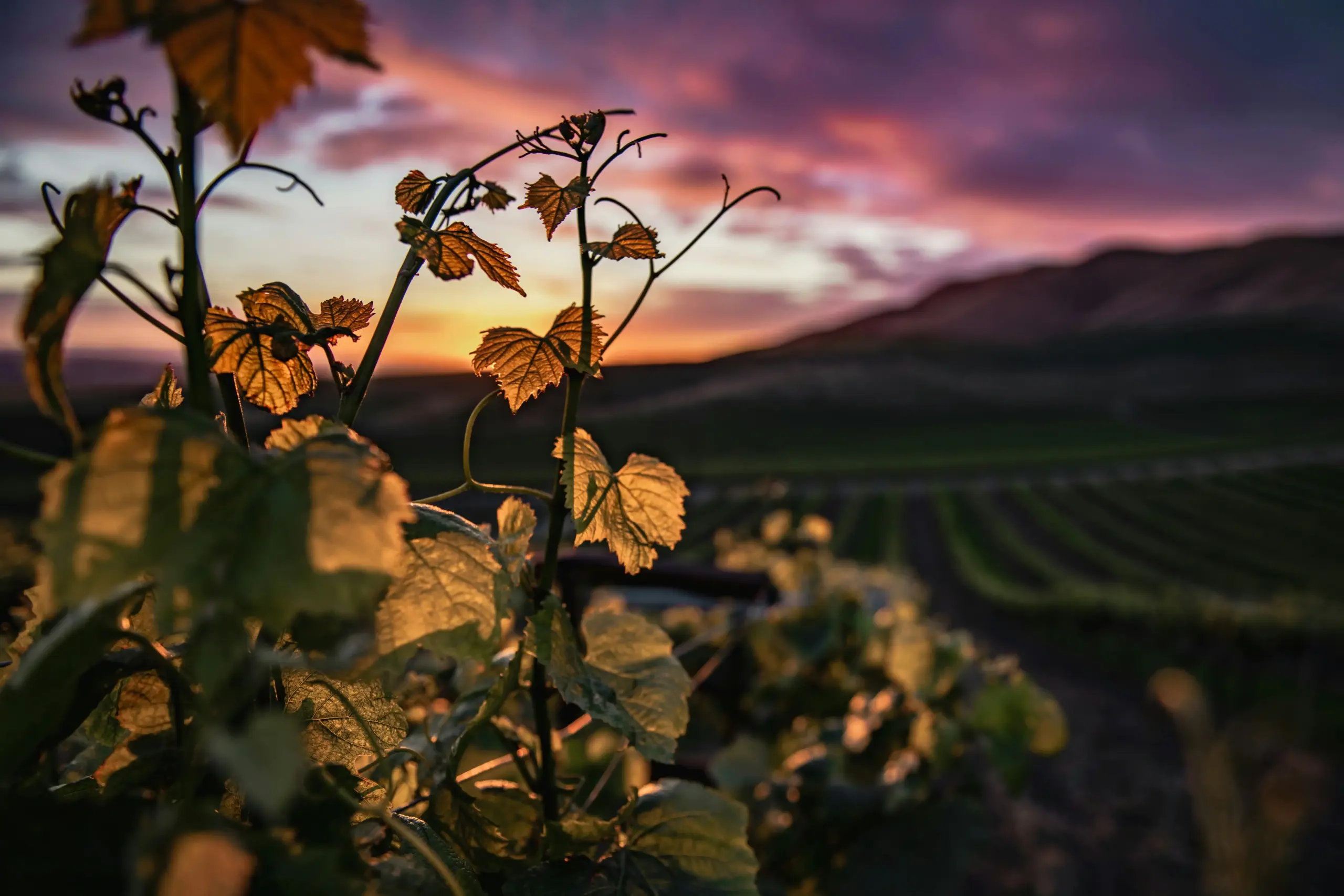 luxury black SUV parked outside a scenic Woodinville winery with vineyard rows and golden afternoon sunlight