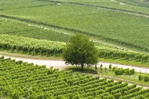 Wine Tour Transportation Planning in Woodinville & Seattle