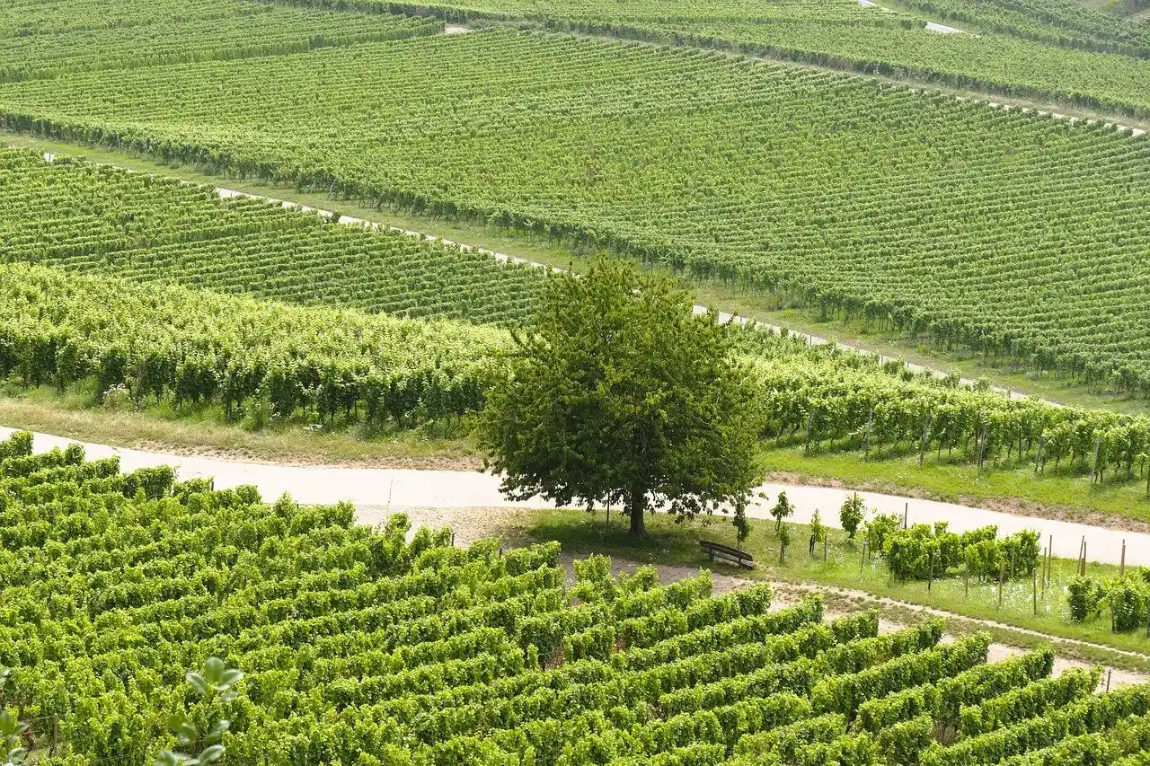 Wine Tour Transportation Planning in Woodinville & Seattle