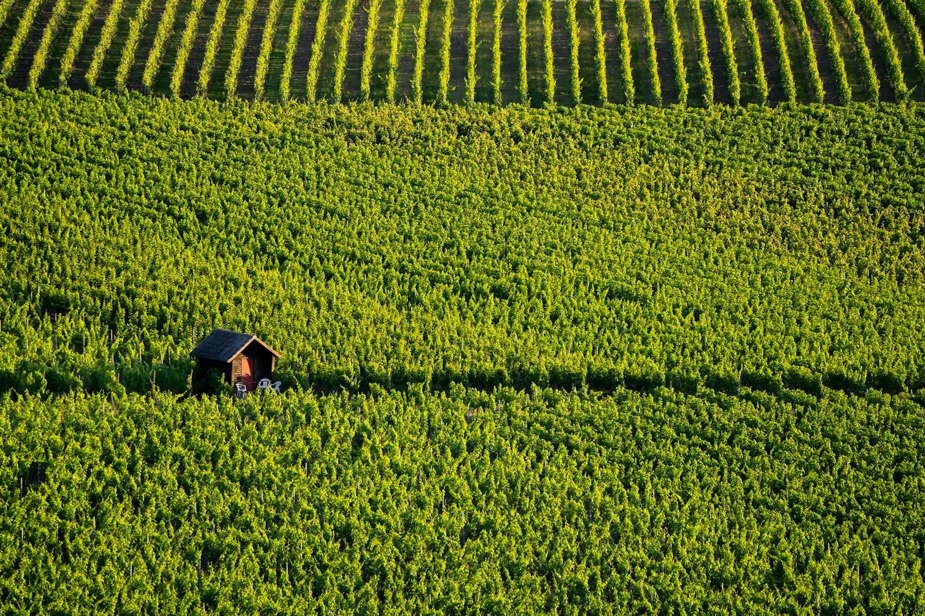 aerial view of Woodinville wine country with vineyards, tasting rooms, and tree-lined roads on a sunny afternoon