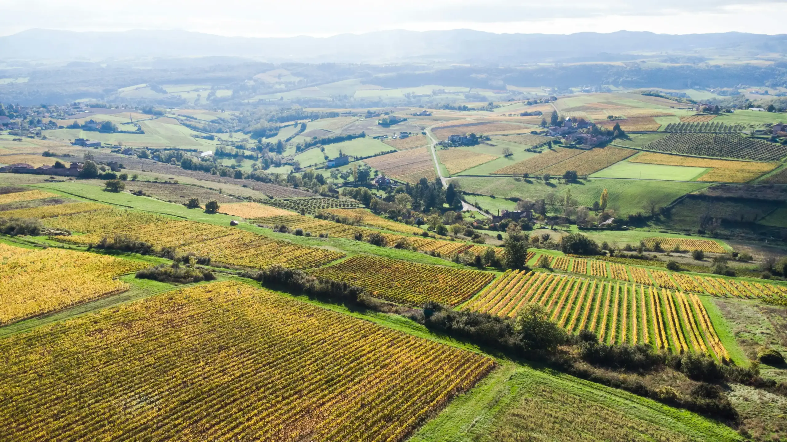 aerial view of Woodinville wine district with multiple wineries, tree-lined roads, and small clusters of tasting rooms