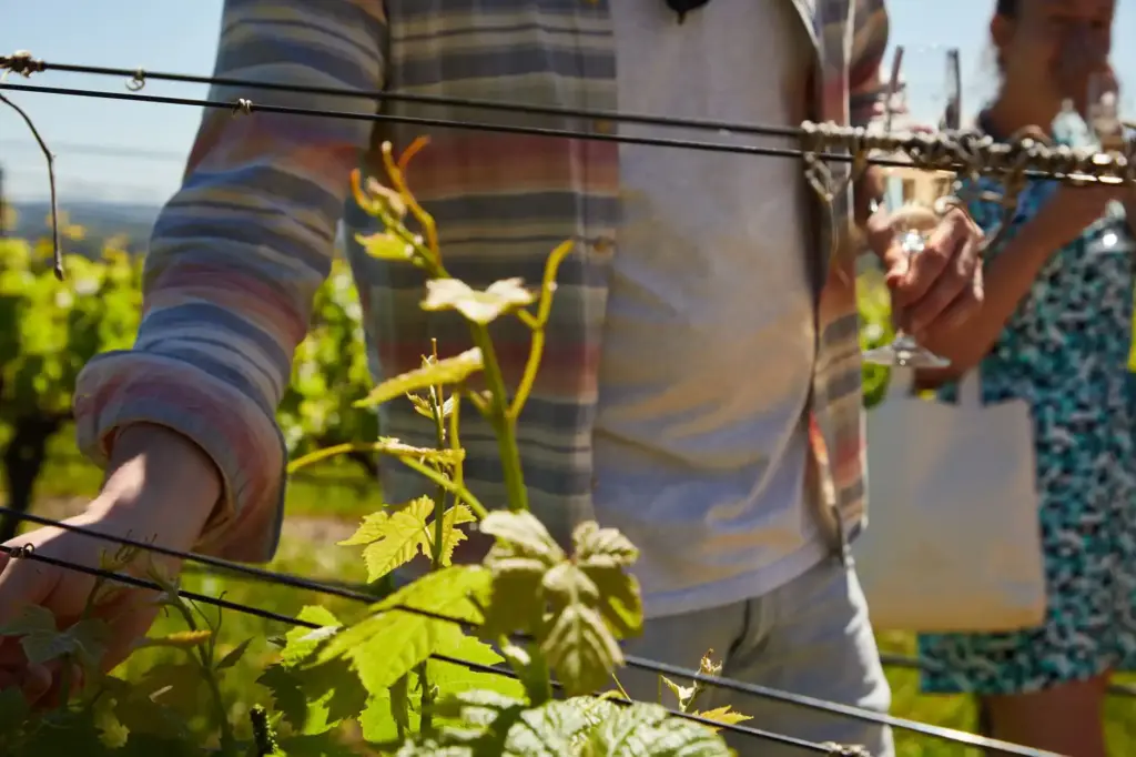 Explore the Pacific Northwest: A Wine Lover’s Journey