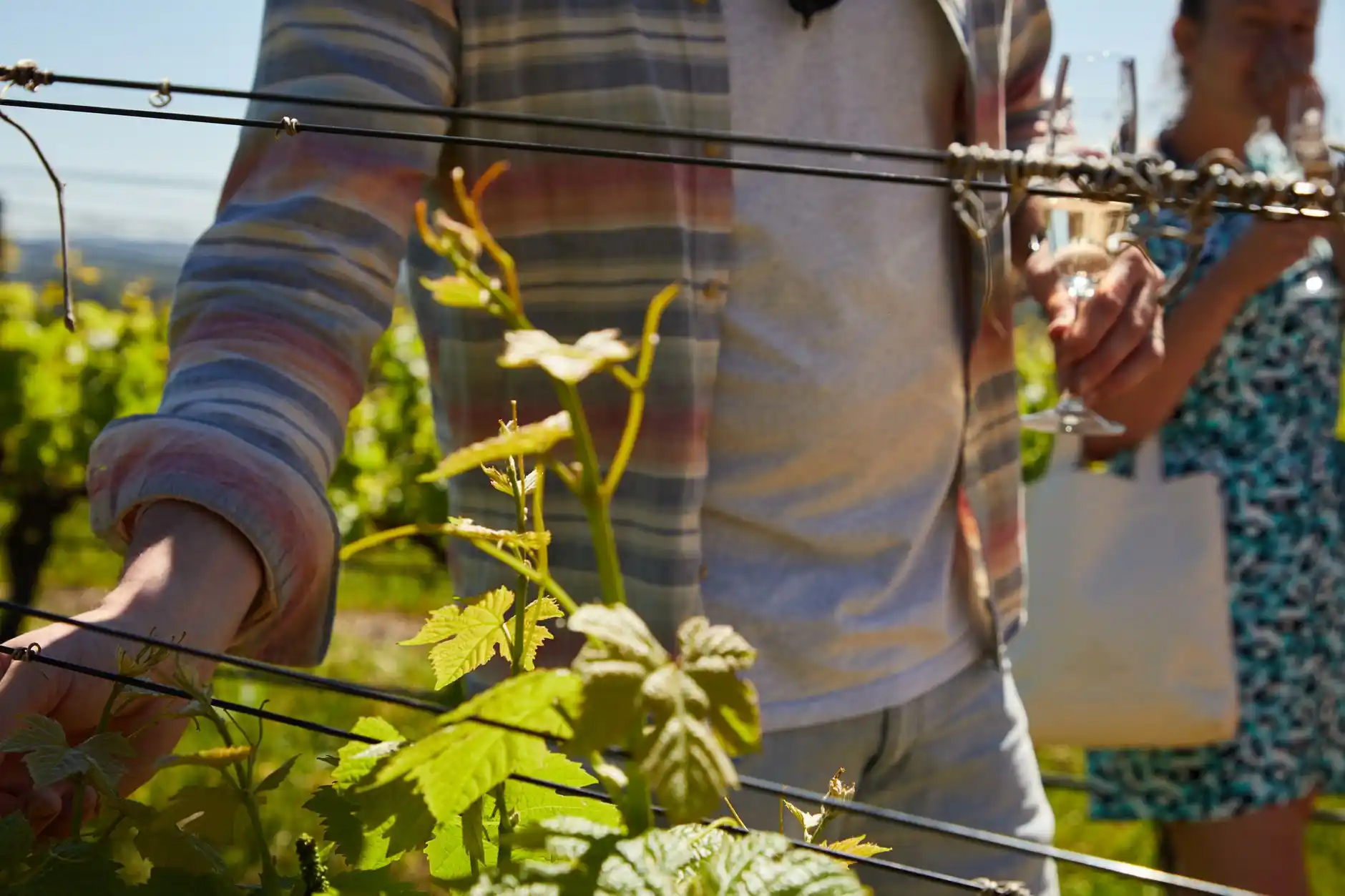 Explore the Pacific Northwest: A Wine Lover’s Journey